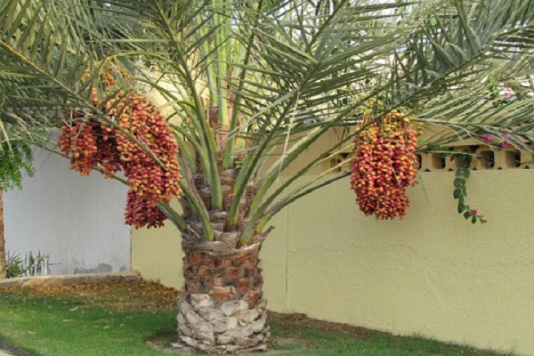 Trái Date – món quà tuyệt vời khi đi du lịch Dubai